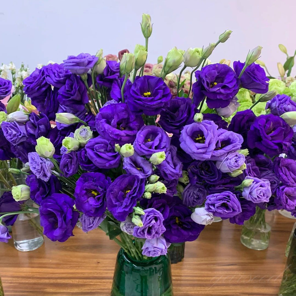 ⏰Limited stock, sold out soon🔥Eustoma Thornless Rose💐Lisanthus Seeds