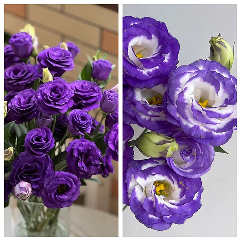 ⏰Limited stock, sold out soon🔥Eustoma Thornless Rose💐Lisanthus Seeds