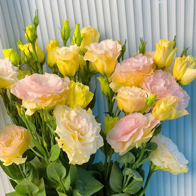 ⏰Limited stock, sold out soon🔥Eustoma Thornless Rose💐Lisanthus Seeds