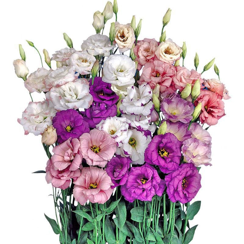 ⏰Limited stock, sold out soon🔥Eustoma Thornless Rose💐Lisanthus Seeds