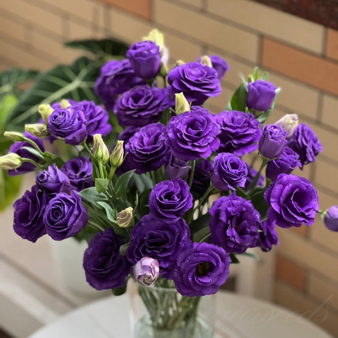 ⏰Limited stock, sold out soon🔥Eustoma Thornless Rose💐Lisanthus Seeds