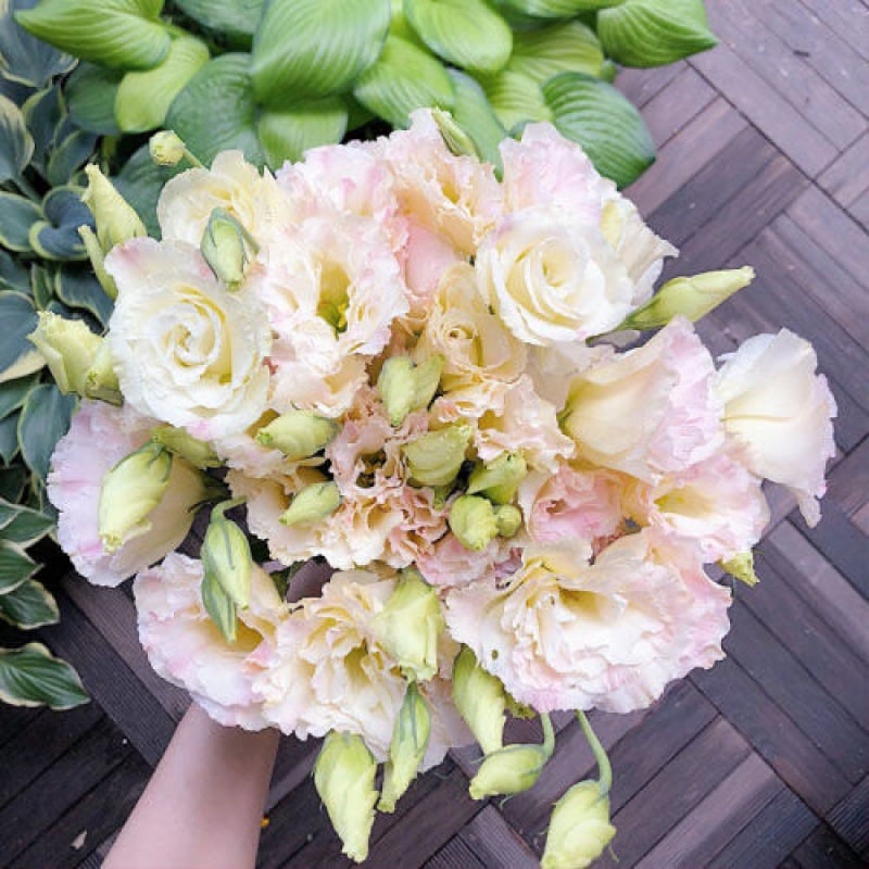 ⏰Limited stock, sold out soon🔥Eustoma Thornless Rose💐Lisanthus Seeds