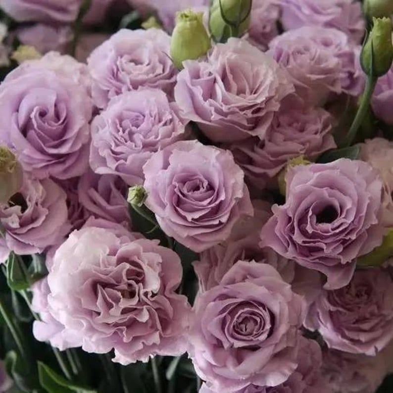 ⏰Limited stock, sold out soon🔥Eustoma Thornless Rose💐Lisanthus Seeds