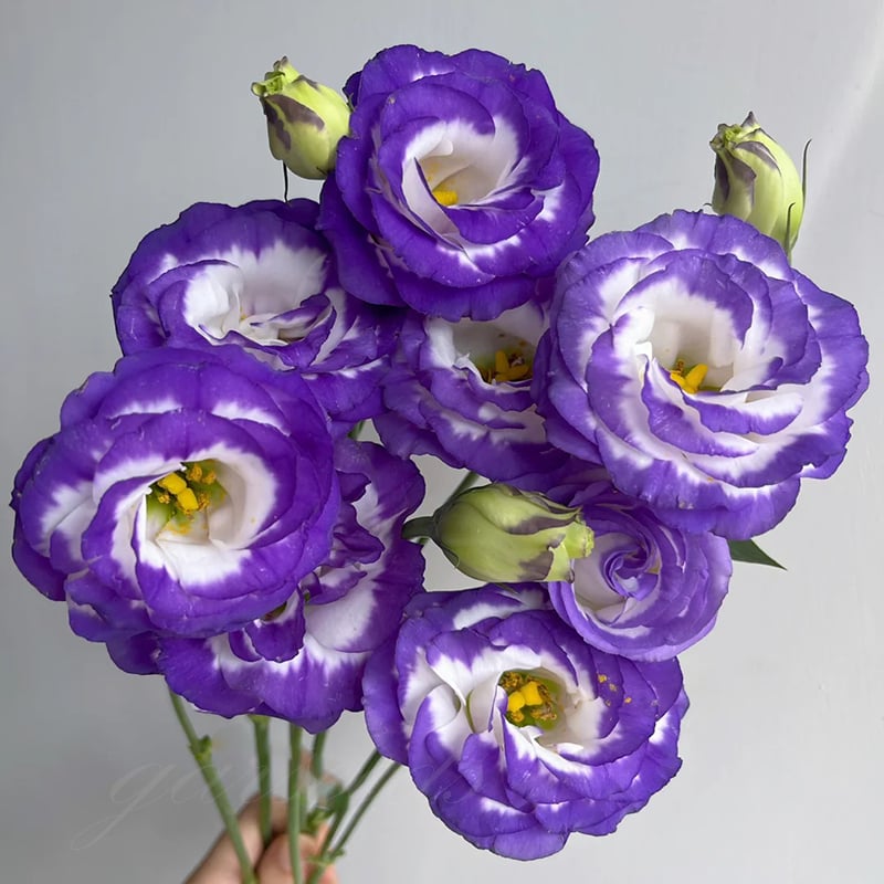 ⏰Limited stock, sold out soon🔥Eustoma Thornless Rose💐Lisanthus Seeds