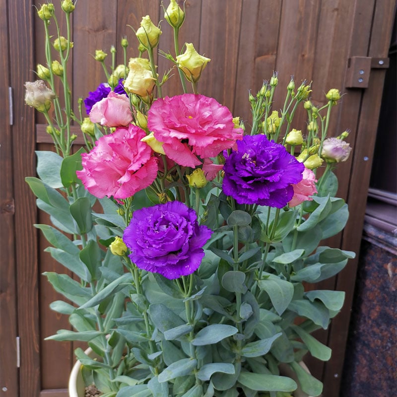 ⏰Limited stock, sold out soon🔥Eustoma Thornless Rose💐Lisanthus Seeds