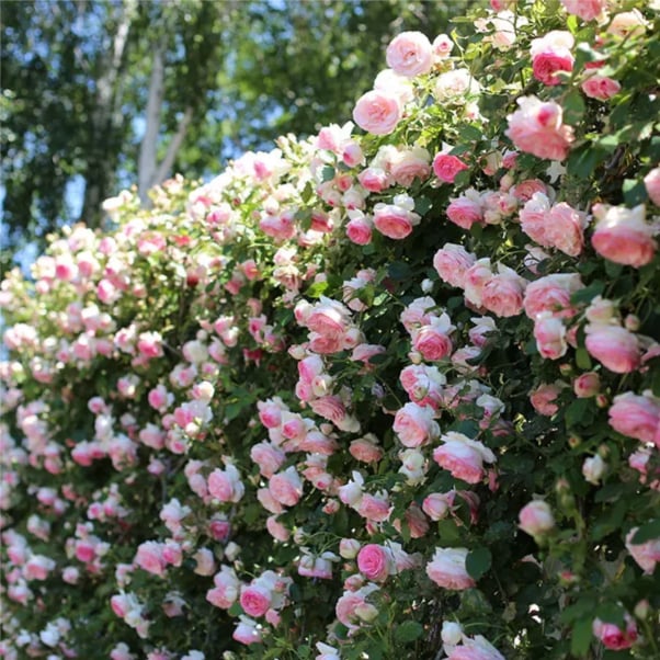 LAST DAY 🌹Climbing Vine Rose Flower Seeds