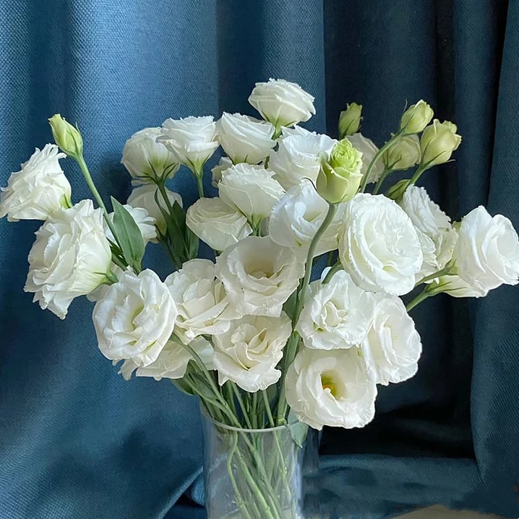 ⏰Limited stock, sold out soon🔥Eustoma Thornless Rose💐Lisanthus Seeds