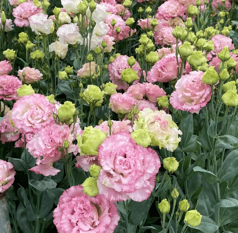 ⏰Limited stock, sold out soon🔥Eustoma Thornless Rose💐Lisanthus Seeds