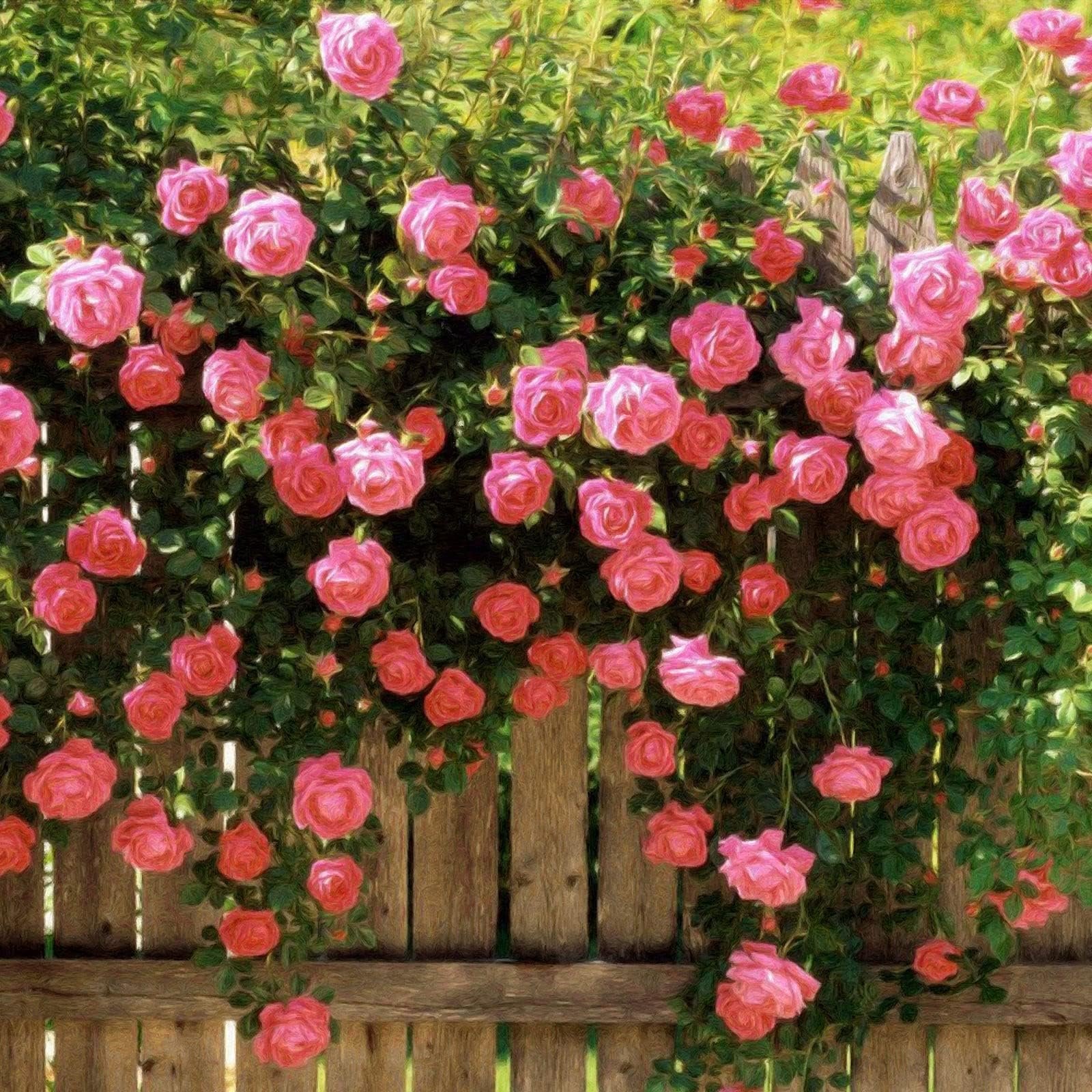 LAST DAY 🌹Climbing Vine Rose Flower Seeds
