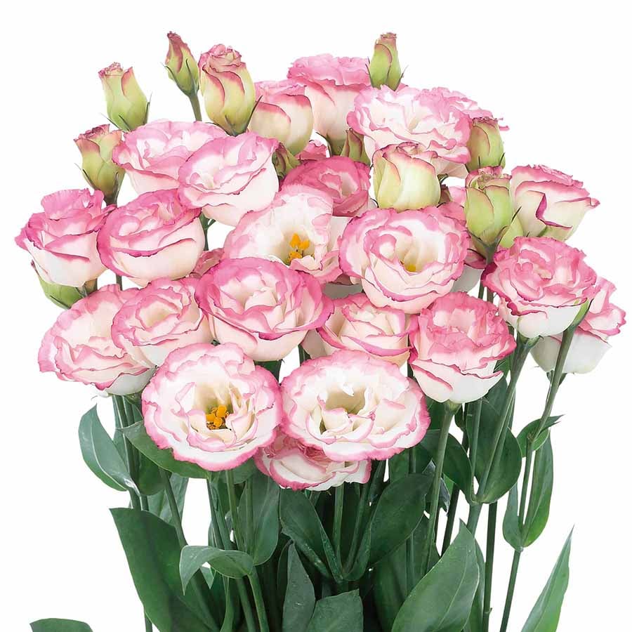 ⏰Limited stock, sold out soon🔥Eustoma Thornless Rose💐Lisanthus Seeds