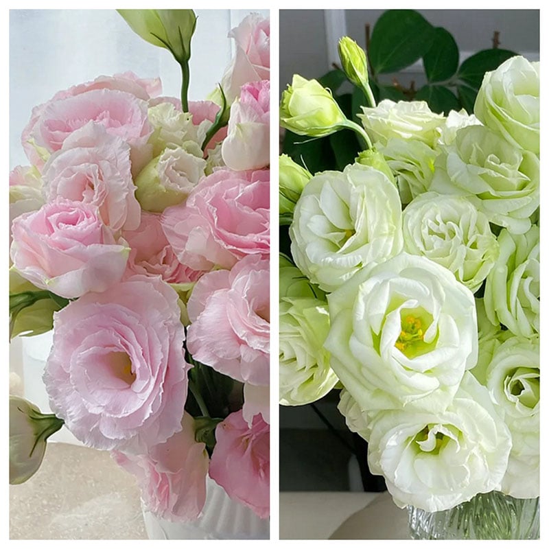 ⏰Limited stock, sold out soon🔥Eustoma Thornless Rose💐Lisanthus Seeds