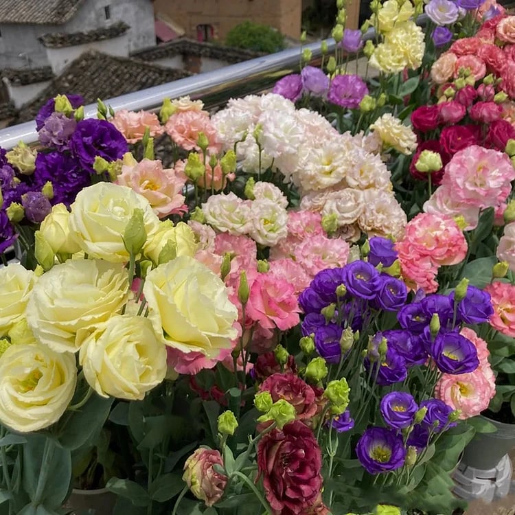 ⏰Limited stock, sold out soon🔥Eustoma Thornless Rose💐Lisanthus Seeds