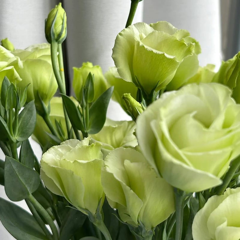 ⏰Limited stock, sold out soon🔥Eustoma Thornless Rose💐Lisanthus Seeds