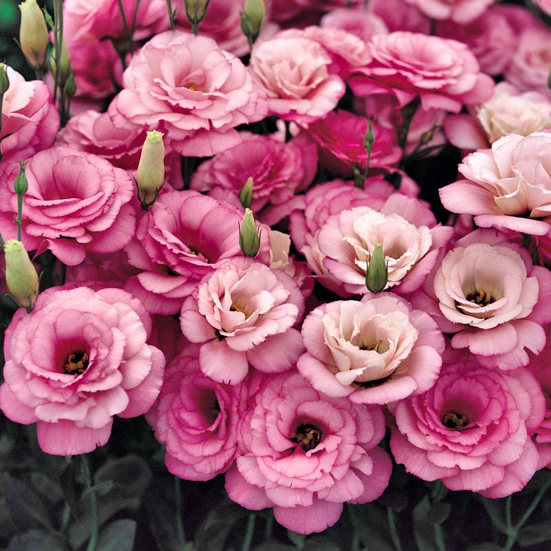 ⏰Limited stock, sold out soon🔥Eustoma Thornless Rose💐Lisanthus Seeds