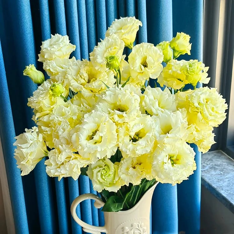⏰Limited stock, sold out soon🔥Eustoma Thornless Rose💐Lisanthus Seeds