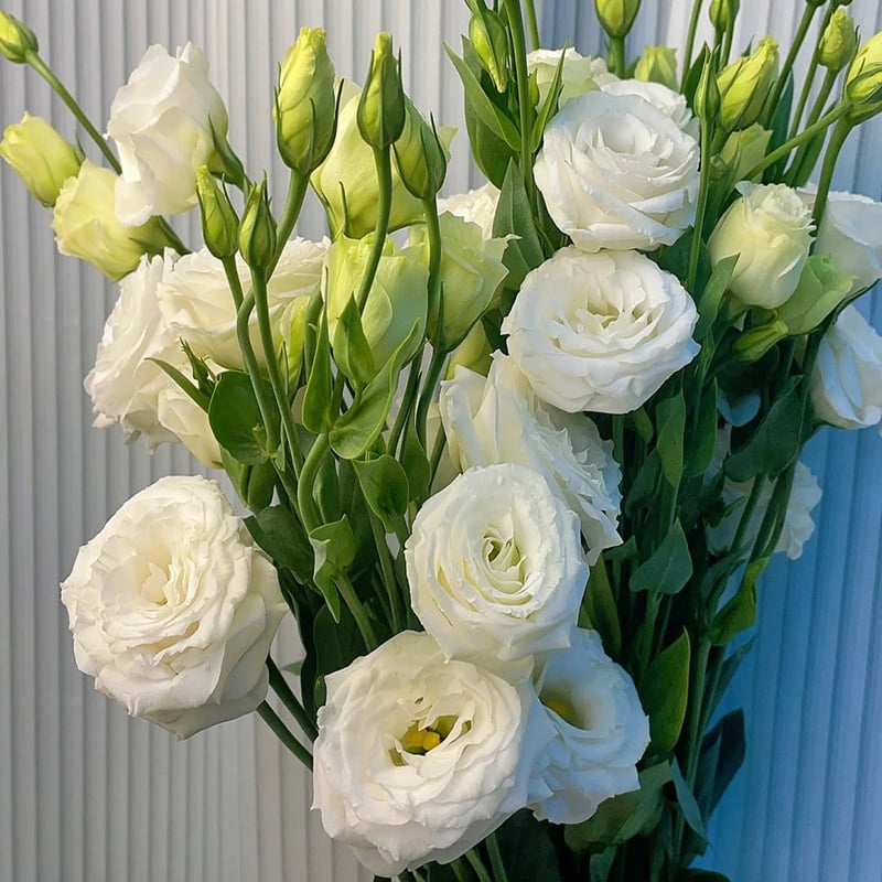 ⏰Limited stock, sold out soon🔥Eustoma Thornless Rose💐Lisanthus Seeds