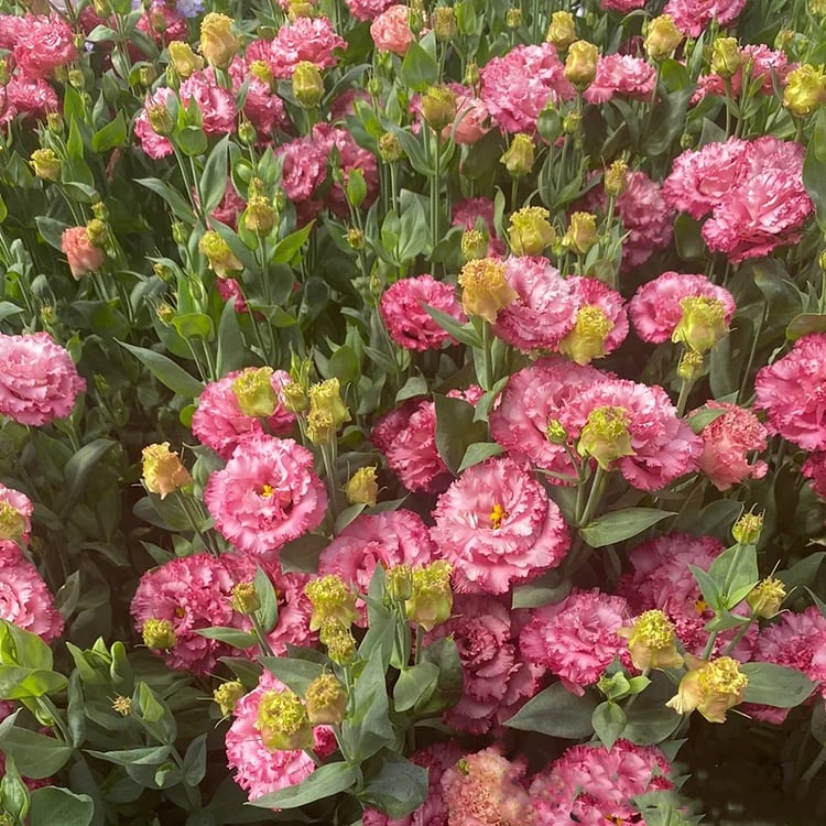 ⏰Limited stock, sold out soon🔥Eustoma Thornless Rose💐Lisanthus Seeds