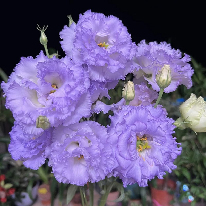 ⏰Limited stock, sold out soon🔥Eustoma Thornless Rose💐Lisanthus Seeds