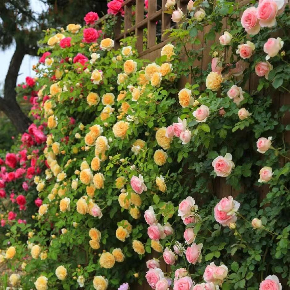 LAST DAY 🌹Climbing Vine Rose Flower Seeds