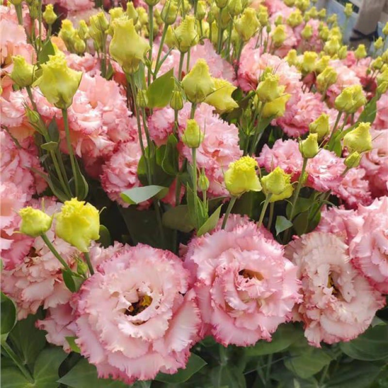 ⏰Limited stock, sold out soon🔥Eustoma Thornless Rose💐Lisanthus Seeds
