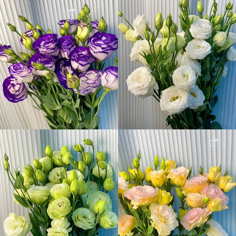 ⏰Limited stock, sold out soon🔥Eustoma Thornless Rose💐Lisanthus Seeds