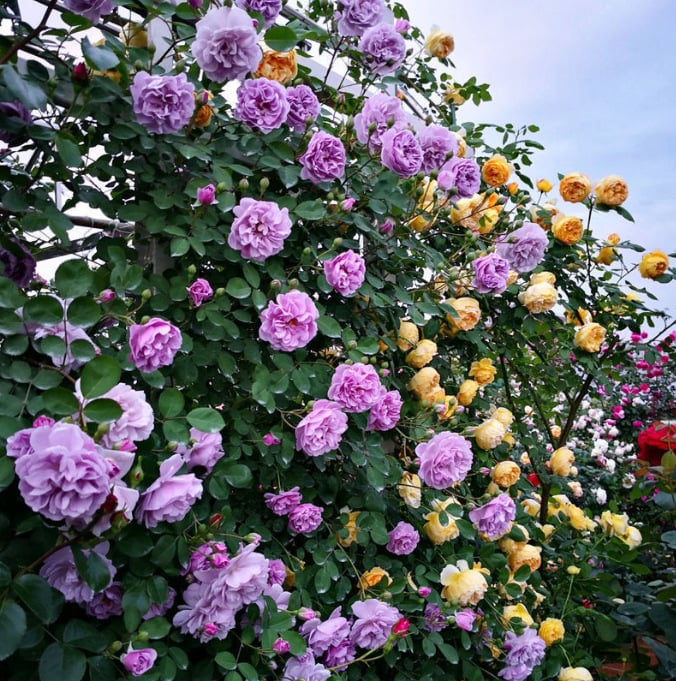 LAST DAY 🌹Climbing Vine Rose Flower Seeds