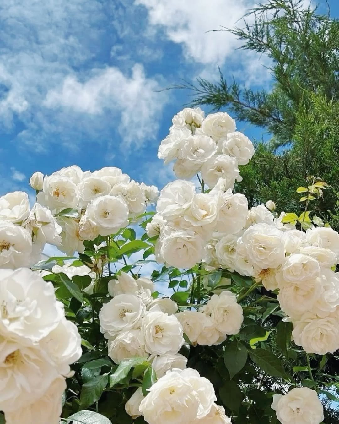 LAST DAY 🌹Climbing Vine Rose Flower Seeds