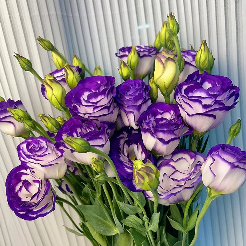 ⏰Limited stock, sold out soon🔥Eustoma Thornless Rose💐Lisanthus Seeds