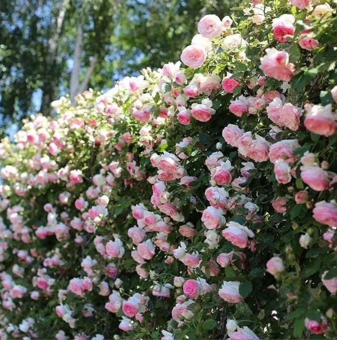 LAST DAY 🌹Climbing Vine Rose Flower Seeds