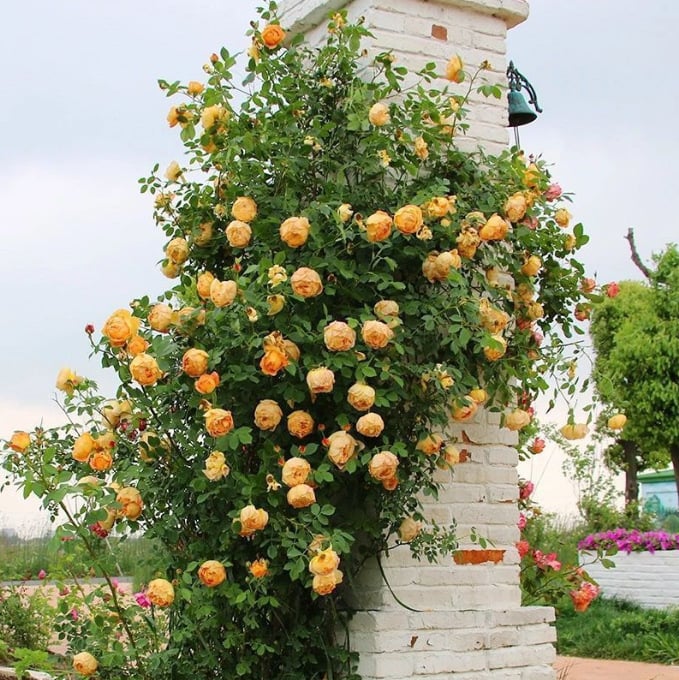LAST DAY 🌹Climbing Vine Rose Flower Seeds