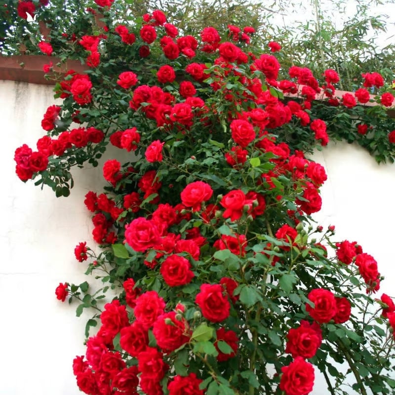 LAST DAY 🌹Climbing Vine Rose Flower Seeds