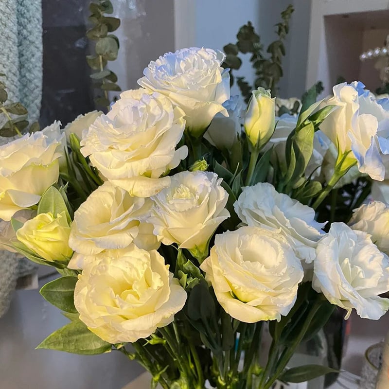 ⏰Limited stock, sold out soon🔥Eustoma Thornless Rose💐Lisanthus Seeds