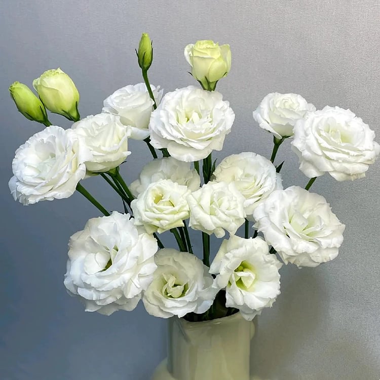 ⏰Limited stock, sold out soon🔥Eustoma Thornless Rose💐Lisanthus Seeds