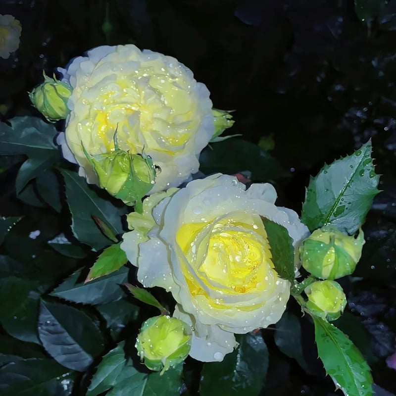 ⏰Limited stock, sold out soon🔥Eustoma Thornless Rose💐Lisanthus Seeds