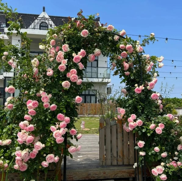 LAST DAY 🌹Climbing Vine Rose Flower Seeds