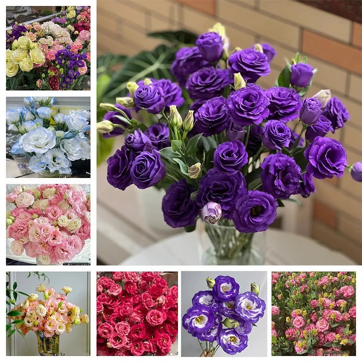 ⏰Limited stock, sold out soon🔥Eustoma Thornless Rose💐Lisanthus Seeds