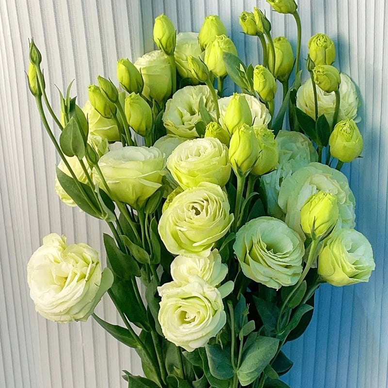 ⏰Limited stock, sold out soon🔥Eustoma Thornless Rose💐Lisanthus Seeds