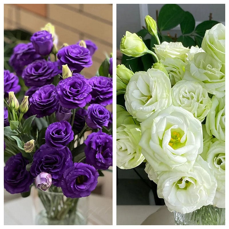 ⏰Limited stock, sold out soon🔥Eustoma Thornless Rose💐Lisanthus Seeds