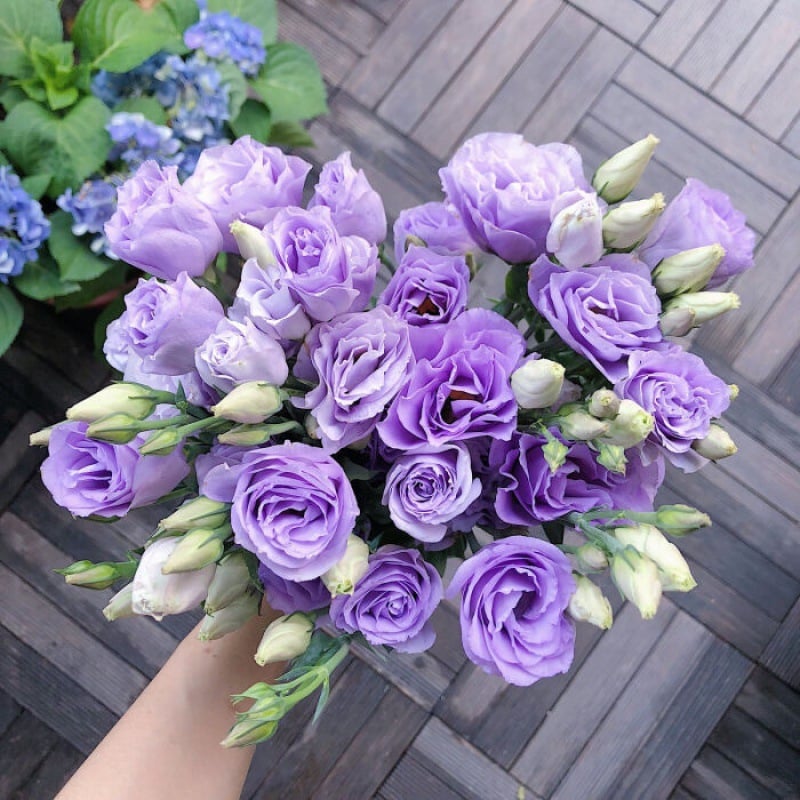 ⏰Limited stock, sold out soon🔥Eustoma Thornless Rose💐Lisanthus Seeds
