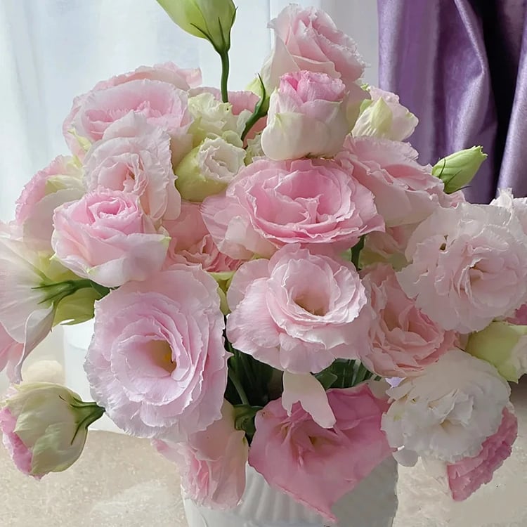 ⏰Limited stock, sold out soon🔥Eustoma Thornless Rose💐Lisanthus Seeds