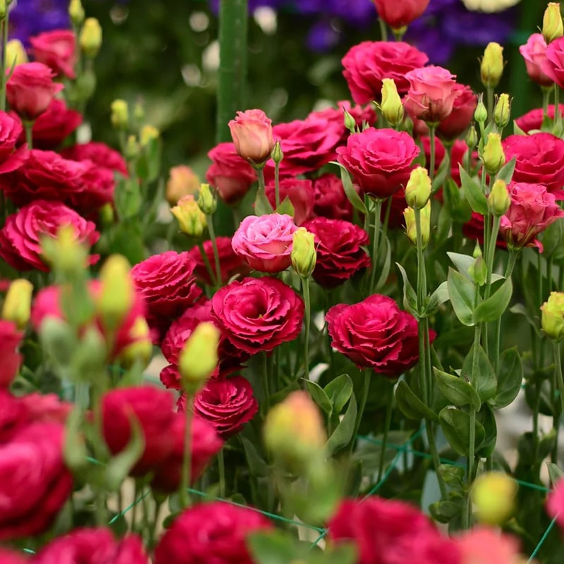⏰Limited stock, sold out soon🔥Eustoma Thornless Rose💐Lisanthus Seeds