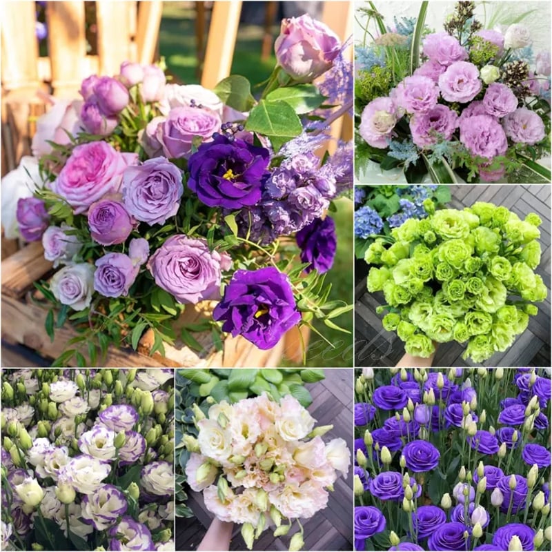 ⏰Limited stock, sold out soon🔥Eustoma Thornless Rose💐Lisanthus Seeds
