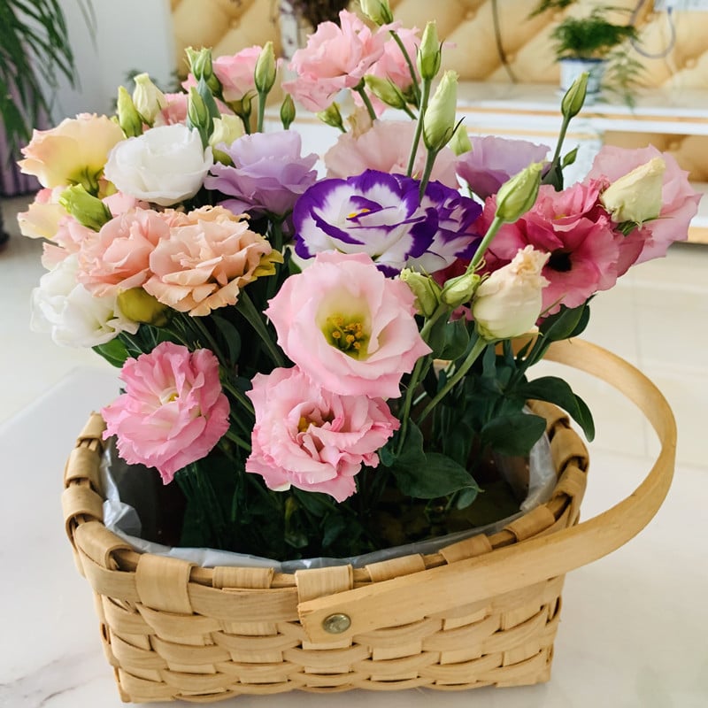 ⏰Limited stock, sold out soon🔥Eustoma Thornless Rose💐Lisanthus Seeds