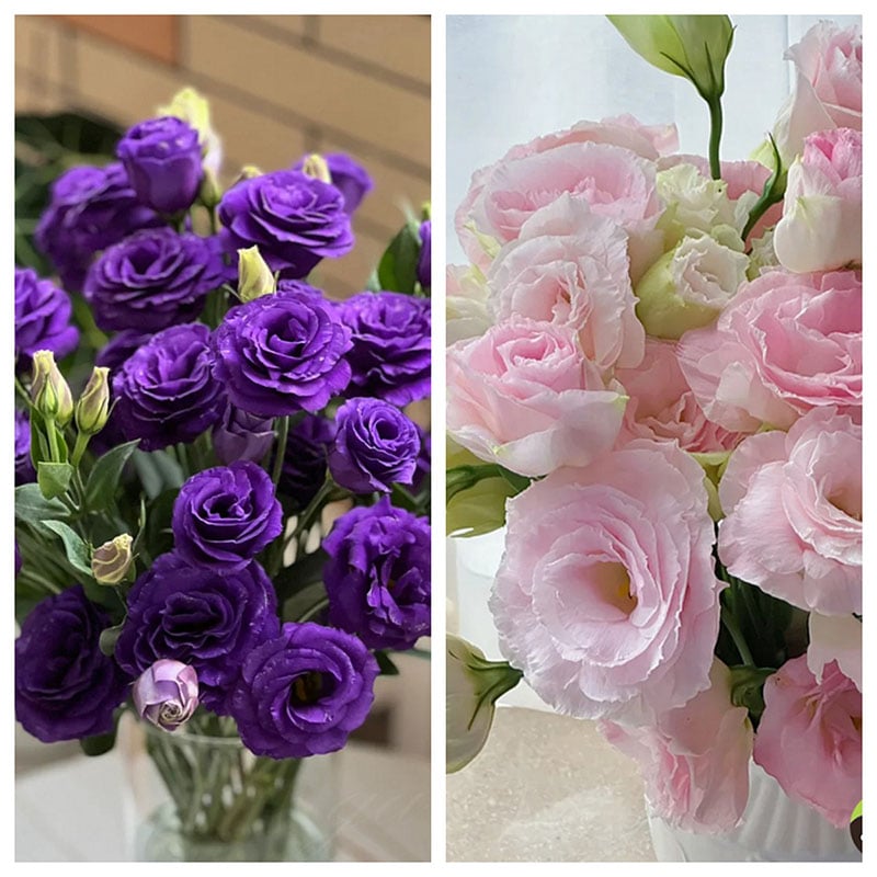 ⏰Limited stock, sold out soon🔥Eustoma Thornless Rose💐Lisanthus Seeds